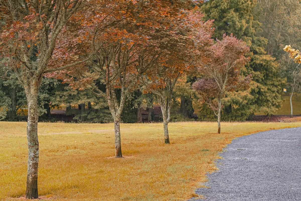 Row of autumn trees beside a gravel path